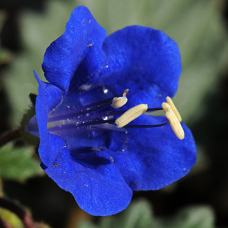 Desert Bluebells bloom from February to April and for longer periods in cultivation. Plants are native to southeast California but cultivated escapees may be occasionally observed in Maricopa County, Arizona. Phacelia campanularia